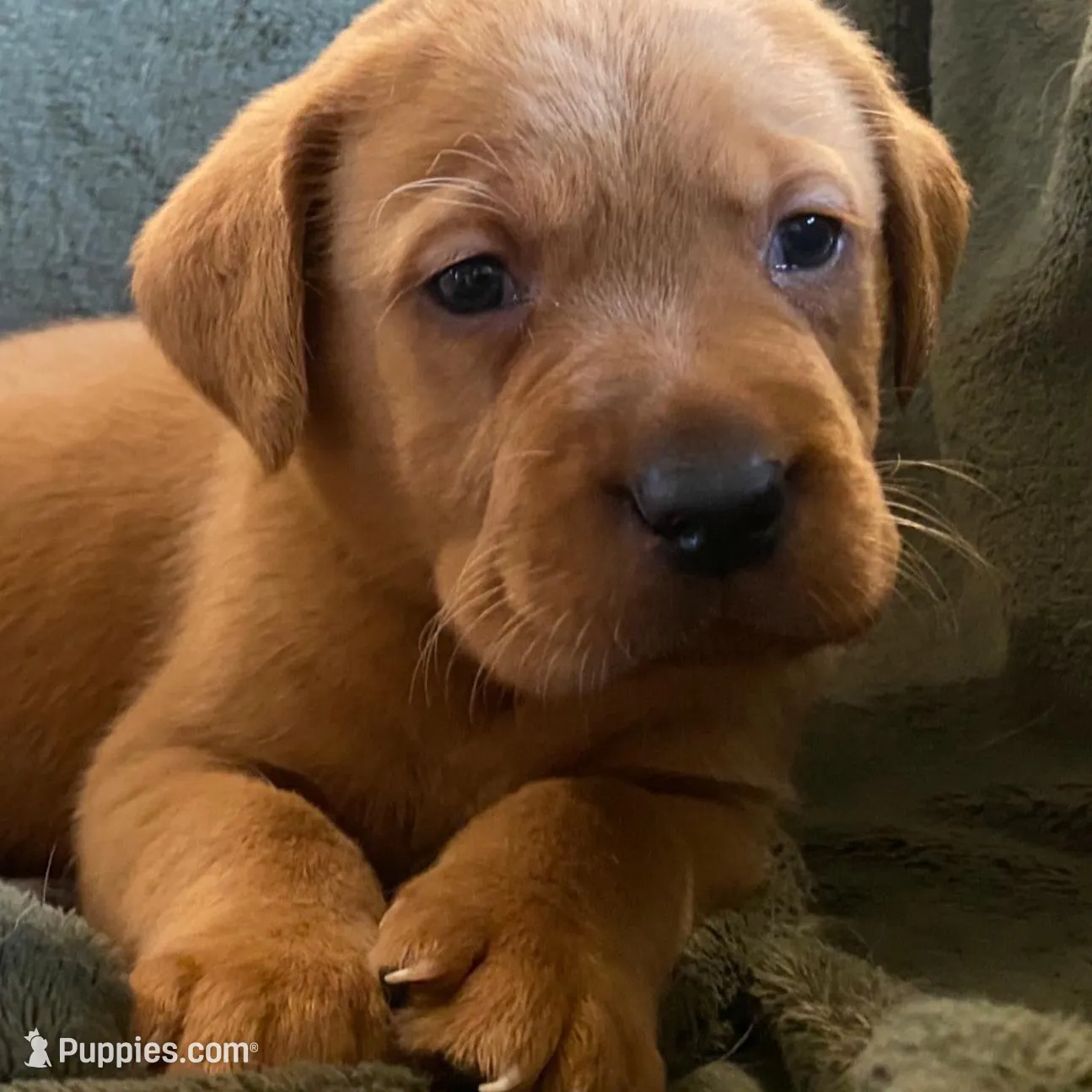 AKC True English fox red Female health tested