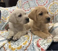 True English gold, a  Labrador Retriever for sale in Madison, WI – Photo 1 of 3