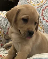 True English gold, a  Labrador Retriever for sale in Madison, WI – Photo 2 of 3