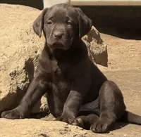 Call for local sale price AKC DNA health tested English labrador girl, a female Labrador Retriever for sale in Madison, WI – 1 of 3