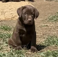 Call for local sale price AKC DNA health tested English labrador girl, a female Labrador Retriever for sale in Madison, WI – 2 of 3