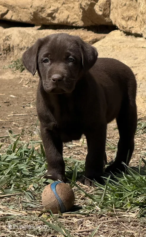 Call for local sale price AKC DNA health tested English labrador boy – Labrador Retriever puppy for sale in Madison, WI