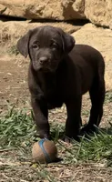 Call for local sale price AKC DNA health tested English labrador girl, a female Labrador Retriever for sale in Madison, WI – 3 of 3