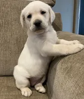 processed/4bb3015a-f3dc-497b-97f9-1dc8ec44362e/listing/ca1f321a-0de7-4608-be68-e0cac1318470/c51c9915-37f6-4216-b6f9-50a18a2143b3