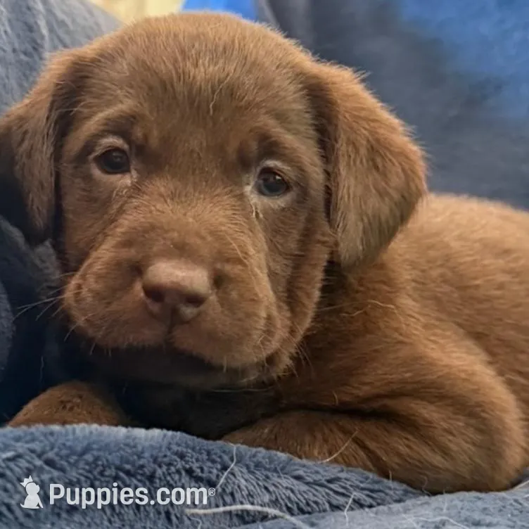 Call for local sale price AKC DNA health tested English labrador boy