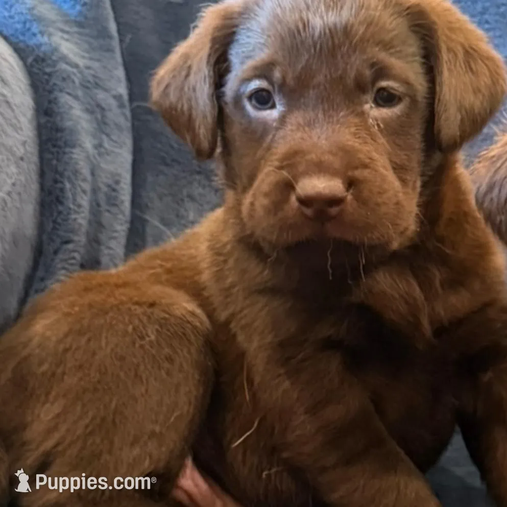 Call for local sale price AKC DNA health tested English labrador boy, a male Labrador Retriever for sale in Madison, WI – Photo 2 of 2