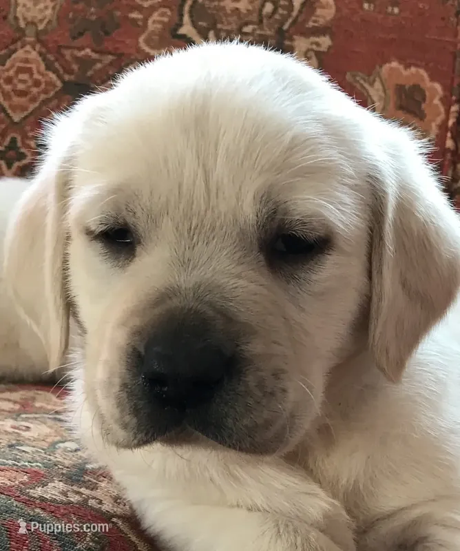 Call sale AKC eng snow white