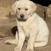 AKC crate Trained English, a male Labrador Retriever for sale in Madison, WI – Photo 3 of 3
