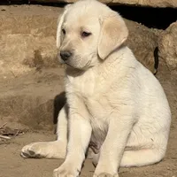 AKC crate Trained English, a male Labrador Retriever for sale in Madison, WI – Photo 2 of 3