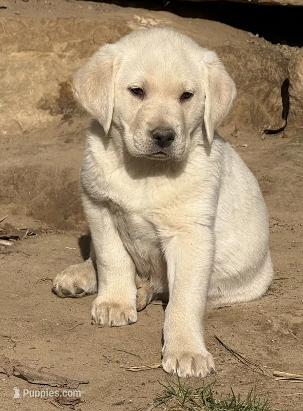 AKC crate Trained English