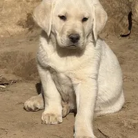 AKC crate Trained English, a male Labrador Retriever for sale in Madison, WI – Photo 1 of 3