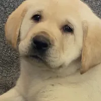 True DNA English cream male health tested call for local sale price, a male Labrador Retriever for sale in Madison, WI – Photo 3 of 4