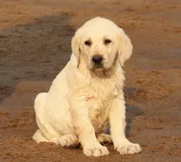 True DNA English cream female health tested call for local sale price, a female Labrador Retriever for sale in Madison, WI – Photo 3 of 4
