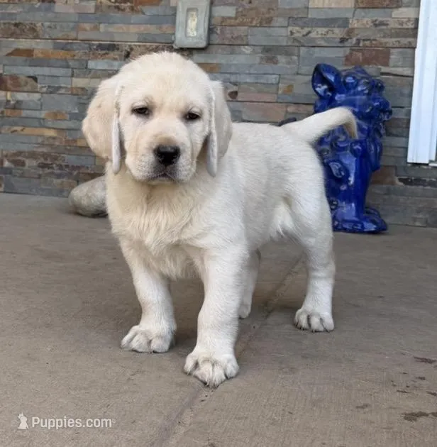 True DNA English cream female health tested call for local sale price, a female Labrador Retriever for sale in Madison, WI – Photo 1 of 4
