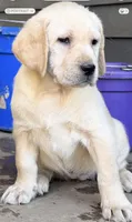 True DNA English cream female health tested call for local sale price, a female Labrador Retriever for sale in Madison, WI – Photo 4 of 4