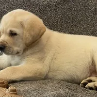 True DNA English cream male health tested call for local sale price, a male Labrador Retriever for sale in Madison, WI – Photo 4 of 4