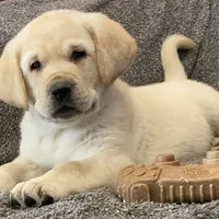 True DNA English cream male health tested call for local sale price, a male Labrador Retriever for sale in Madison, WI – Photo 2 of 4