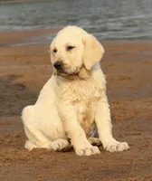 True DNA English cream female health tested call for local sale price, a female Labrador Retriever for sale in Madison, WI – Photo 2 of 4