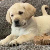 True DNA English cream male health tested call for local sale price, a male Labrador Retriever for sale in Madison, WI – Photo 1 of 4