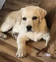 Crate trained English white, a female Labrador Retriever for sale in Madison, WI – Photo 1 of 2