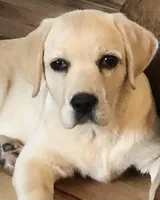 Crate trained English white, a female Labrador Retriever for sale in Madison, WI – Photo 2 of 2