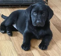 Call for sale price AKC DNA health tested English black girl , a female Labrador Retriever for sale in Madison, WI – 2 of 5