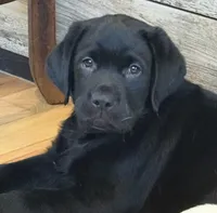 Call for sale price AKC DNA health tested English black girl , a female Labrador Retriever for sale in Madison, WI – 1 of 5