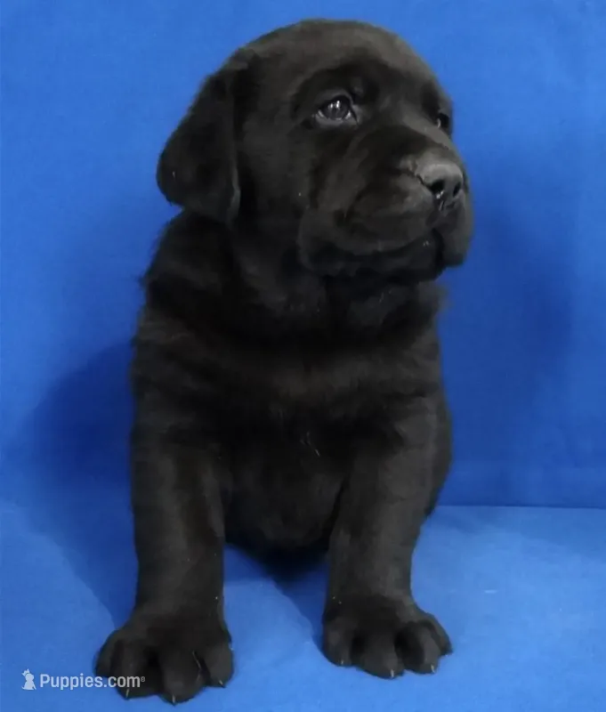 Call for sale $ Eng black male