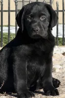 Call for sale price AKC DNA health tested English black girl , a female Labrador Retriever for sale in Madison, WI – 5 of 5