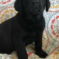 Call for sale price AKC DNA health tested English black girl , a female Labrador Retriever for sale in Madison, WI – Photo 2 of 2