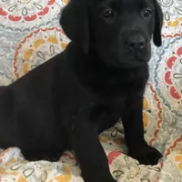 Call for sale price AKC DNA health tested English black girl , a female Labrador Retriever for sale in Madison, WI – Photo 1 of 2