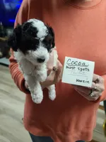 Cocoa - TRI-Blk/Wht, a female Poodle - Toy  for sale in Oklahoma City, OK – 3 of 10