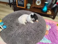 Kenzie , a female Poodle - Toy  for sale in Oklahoma City, OK – Photo 1 of 3