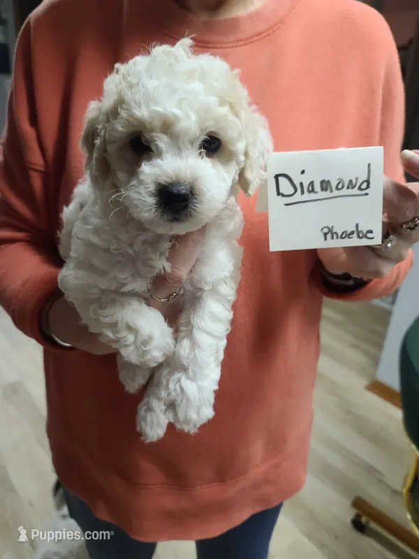 Diamond- CKC male reduced  – Poodle - Toy  puppy for sale in Oklahoma City, OK