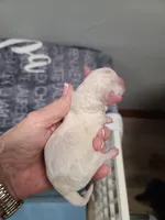 CKC Diamond M Parti, a male Poodle - Toy  for sale in Oklahoma City, OK – Photo 3 of 4