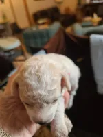 CKC Diamond-Reduced, a male Poodle - Toy  for sale in Oklahoma City, OK – Photo 3 of 8