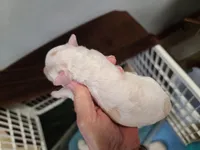 CKC Diamond-Reduced, a male Poodle - Toy  for sale in Oklahoma City, OK – Photo 7 of 8