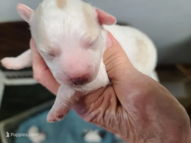 CKC Diamond M Parti – Poodle - Toy  puppy for sale in Oklahoma City, OK