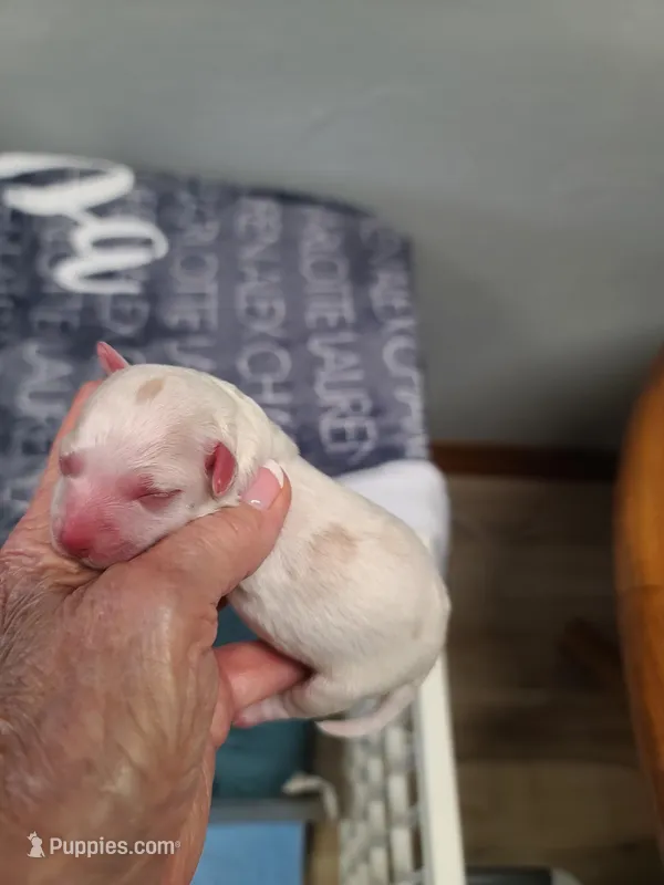 CKC Diamond M Parti – Poodle - Toy  puppy for sale in Oklahoma City, OK