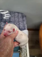 CKC Diamond M Parti, a male Poodle - Toy  for sale in Oklahoma City, OK – Photo 1 of 4