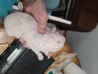 CKC Diamond-Reduced, a male Poodle - Toy  for sale in Oklahoma City, OK – Photo 8 of 8