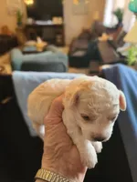 CKC Diamond-Reduced, a male Poodle - Toy  for sale in Oklahoma City, OK – Photo 2 of 8