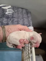 CKC Diamond M Parti, a male Poodle - Toy  for sale in Oklahoma City, OK – Photo 2 of 4