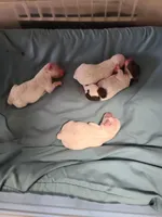 CKC Diamond M Parti, a male Poodle - Toy  for sale in Oklahoma City, OK – Photo 4 of 4