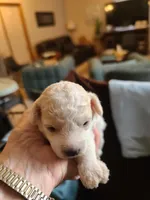 CKC Diamond-Reduced, a male Poodle - Toy  for sale in Oklahoma City, OK – Photo 1 of 8