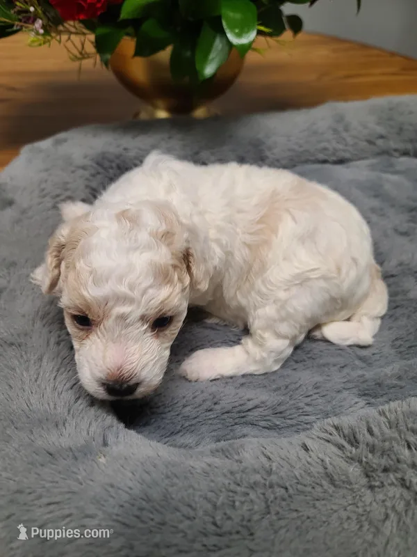 CKC Diamond-Reduced – Poodle - Toy  puppy for sale in Oklahoma City, OK