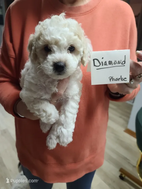 CKC Diamond-Reduced – Poodle - Toy  puppy for sale in Oklahoma City, OK