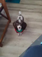 CKC Hershey, a female Poodle - Toy  for sale in Oklahoma City, OK – Photo 2 of 7