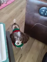 CKC Hershey, a female Poodle - Toy  for sale in Oklahoma City, OK – Photo 7 of 7