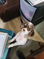 CKC Hershey, a female Poodle - Toy  for sale in Oklahoma City, OK – Photo 4 of 7